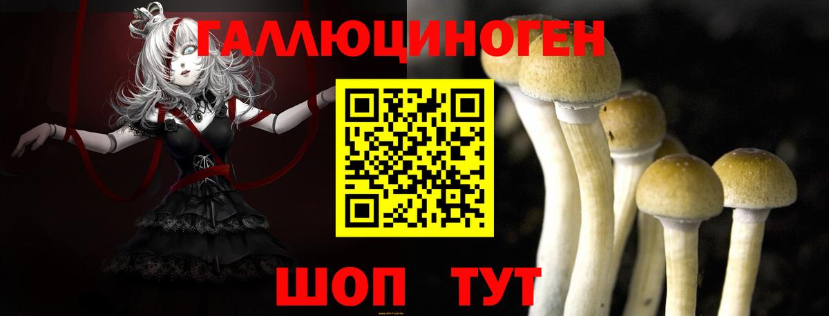 Галлюциногенные грибы Psilocybine cubensis Сургут